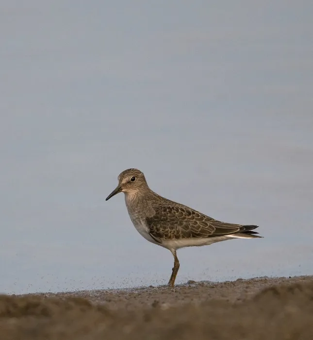 Framed Print : Temmincks Strandloper, Temminck's Stint, Calidris temminckii