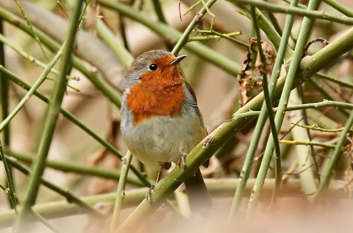 Framed Print : Tenerife Robin is a recent split