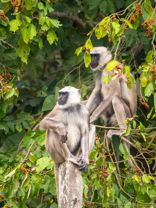 Framed Print : Terai Grey Langur, Semnopithecus hector Framed Print : Terai Grey Langur, Semnopithecus hector