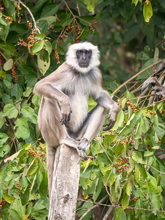 Framed Print : Terai Grey Langur, Semnopithecus hector Framed Print : Terai Grey Langur, Semnopithecus hector