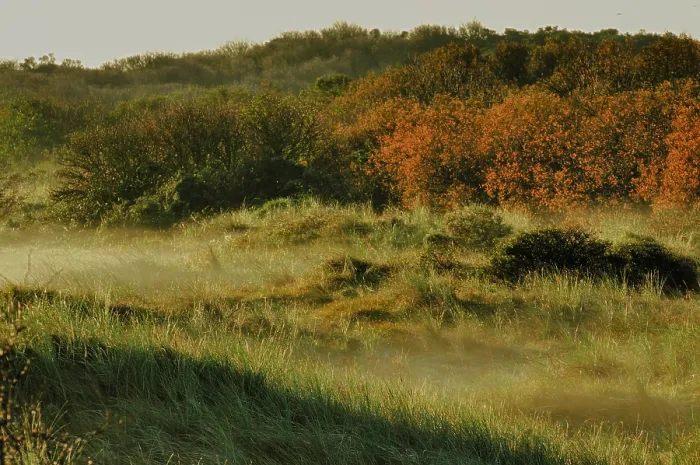 Framed Print : Texel