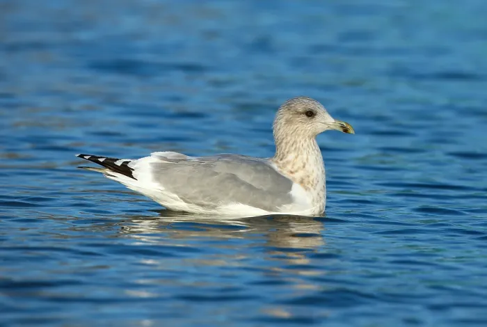 Framed Print : Thayer's Gull, Larus thayeri