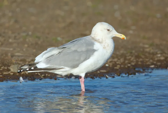 Framed Print : Thayer's Gull, Larus thayeri