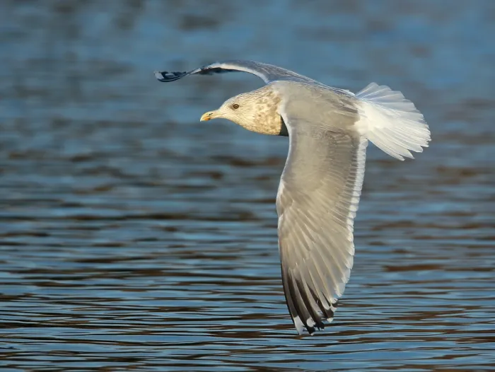 Framed Print : Thayer's Gull, Larus thayeri