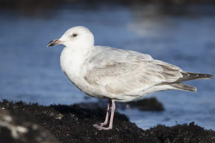 Framed Print : Thayer's Gull, Larus thayeri