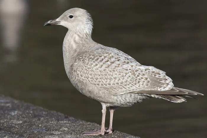 Framed Print : Thayer's Gull, Larus thayeri