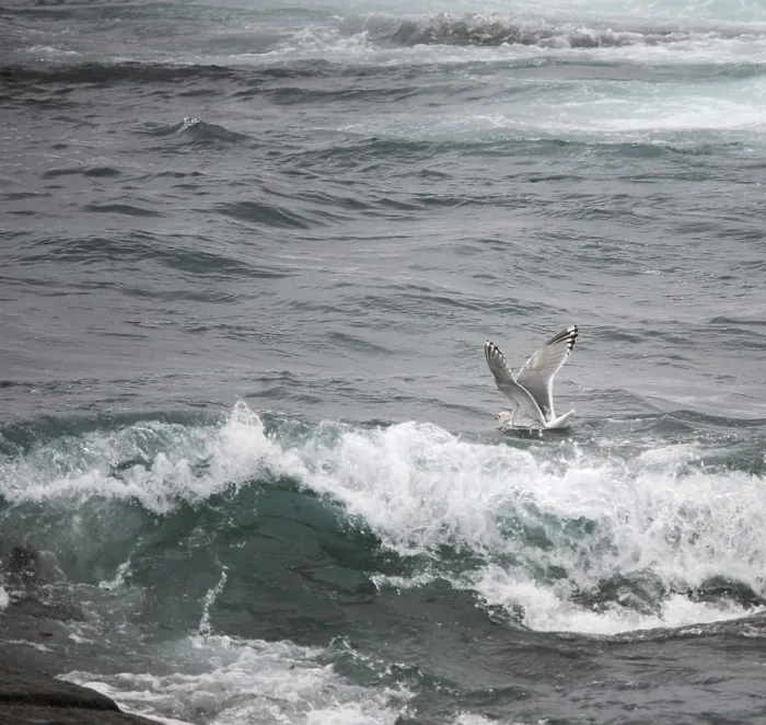 Framed Print : Thayer's Gull, Larus thayeri