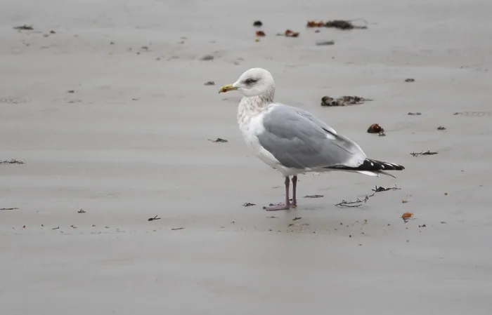 Framed Print : Thayer's Gull, Larus thayeri