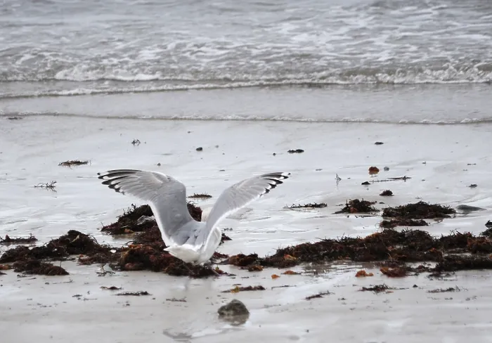 Framed Print : Thayer's Gull, Larus thayeri