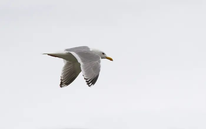 Framed Print : Thayer's Gull, Larus thayeri