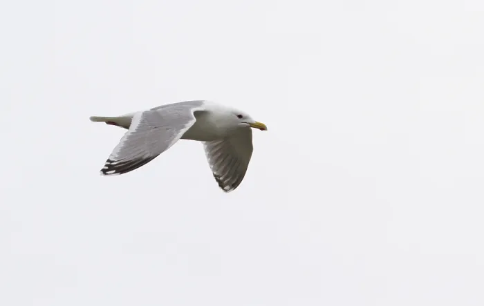 Framed Print : Thayer's Gull, Larus thayeri