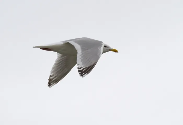 Framed Print : Thayer's Gull, Larus thayeri