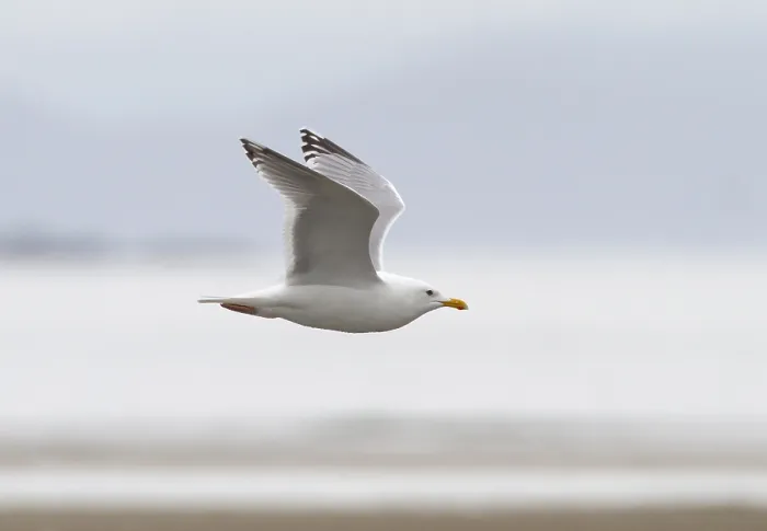 Framed Print : Thayer's Gull, Larus thayeri