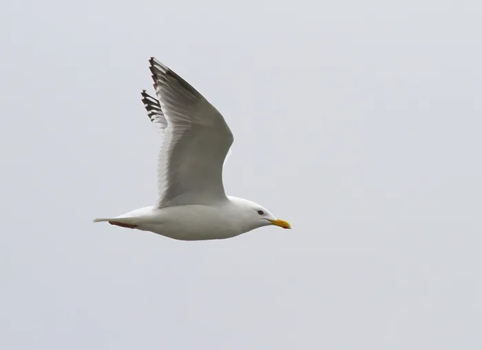 Framed Print : Thayer's Gull, Larus thayeri