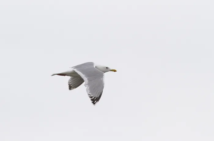Framed Print : Thayer's Gull, Larus thayeri