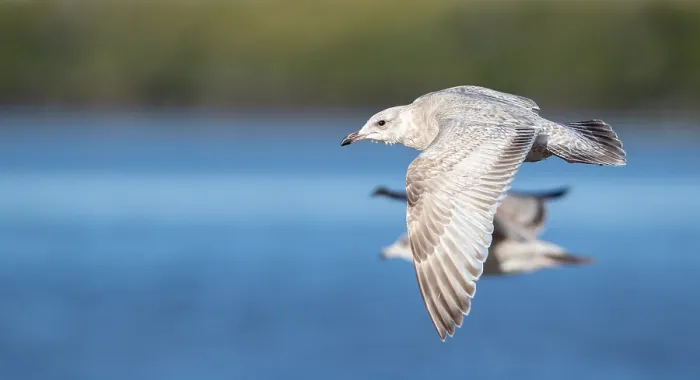 Framed Print : Thayer's Gull, Larus thayeri