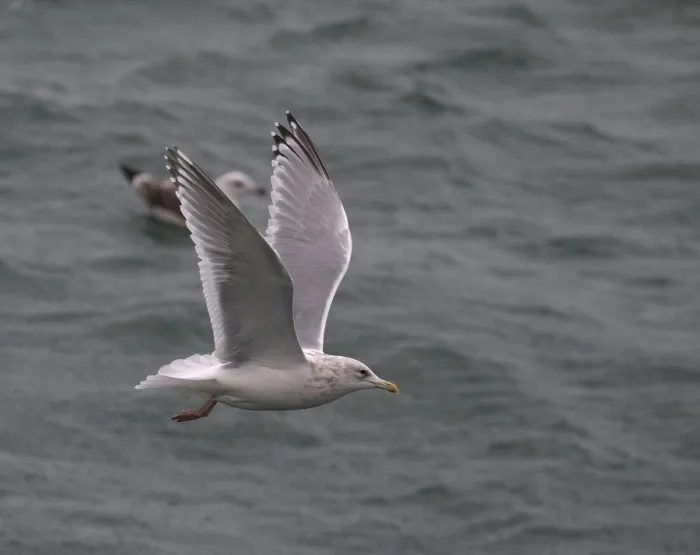 Framed Print : Thayer's Gull, Larus thayeri