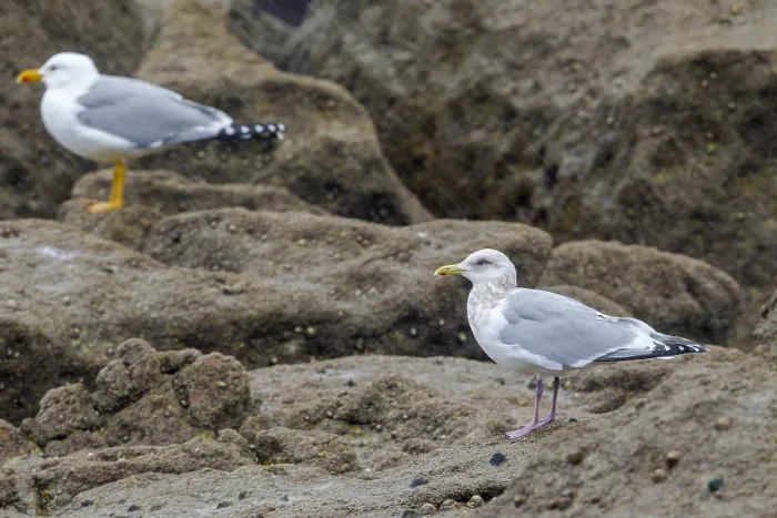 Framed Print : Thayer's Gull, Larus thayeri