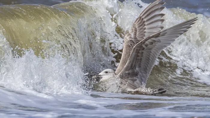 Framed Print : Thayer's Gull, Larus thayeri