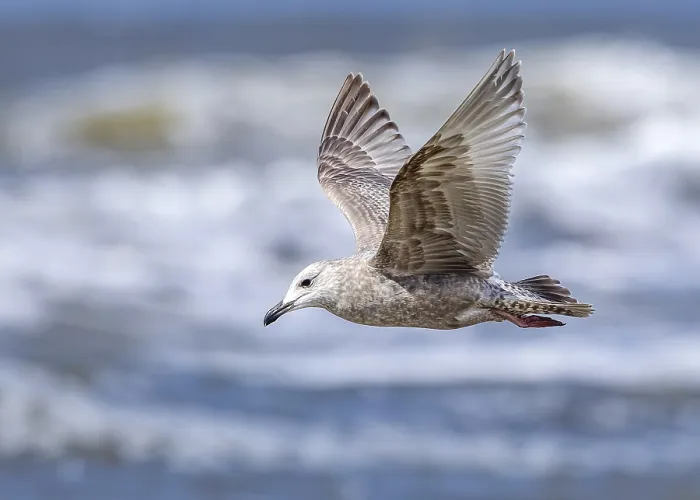 Framed Print : Thayer's Gull, Larus thayeri Framed Print : Thayer's Gull, Larus thayeri