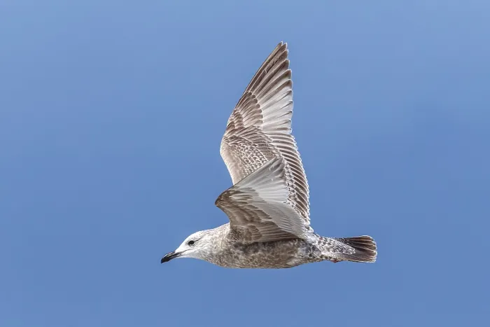 Framed Print : Thayer's Gull, Larus thayeri