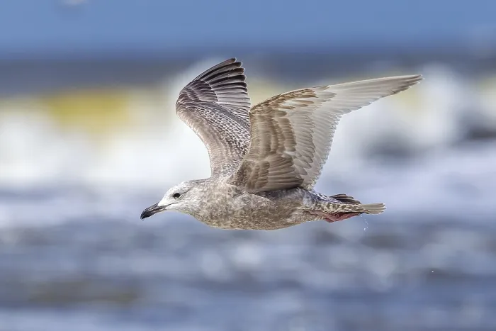 Framed Print : Thayer's Gull, Larus thayeri Framed Print : Thayer's Gull, Larus thayeri