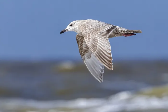Framed Print : Thayer's Gull, Larus thayeri