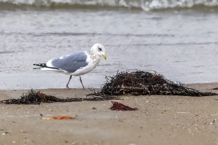 Framed Print : Thayer's Gull, Larus thayeri