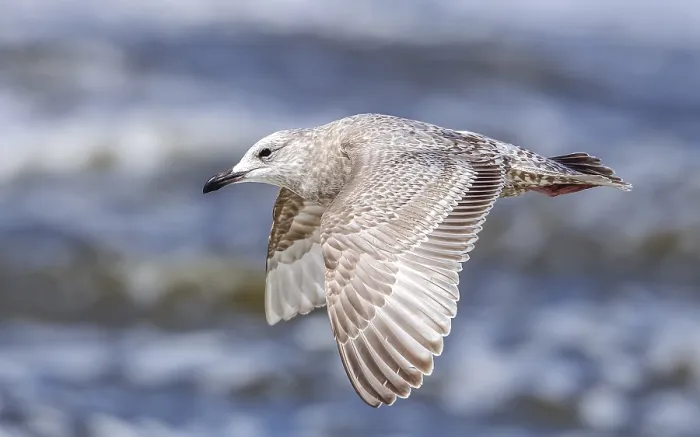 Framed Print : Thayer's Gull, Larus thayeri
