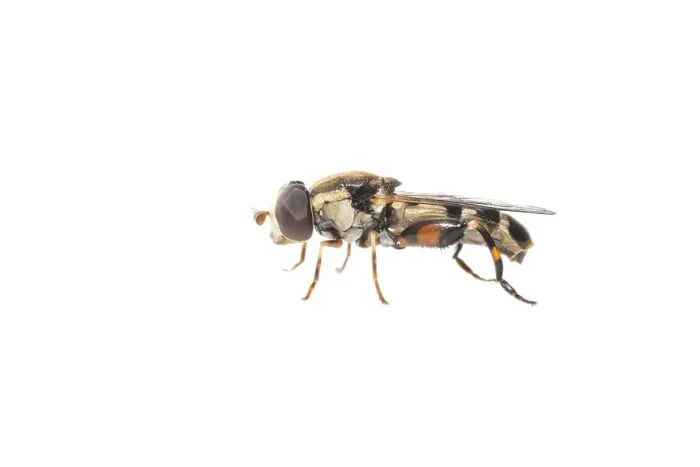 Framed Print : thick-legged hoverfly, Menuetzweefvlieg, Syritta pipiens