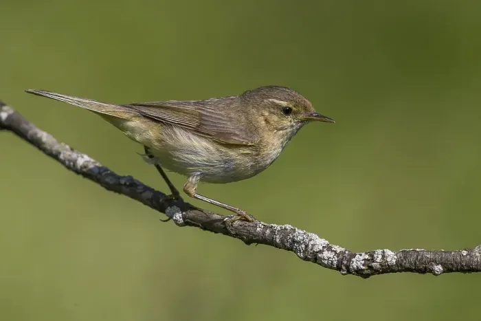 Framed Print : Tjiftjaf; Chiffchaff; Phylloscopus collybita