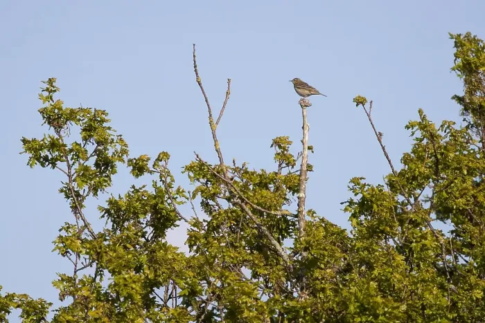 Framed Print : Tree Pipit perched on high post