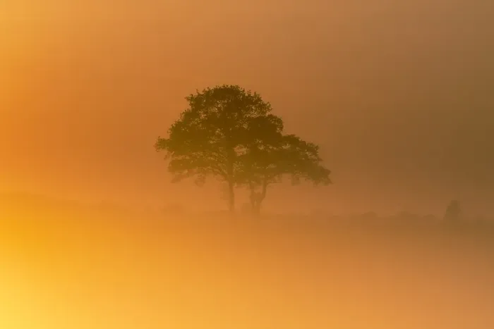 Framed Print : Trees at sunset