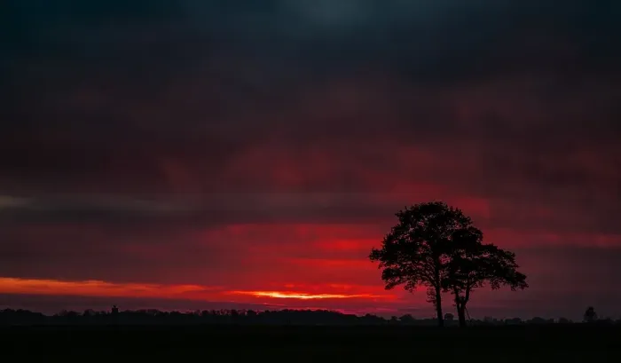 Framed Print : Trees at sunset Framed Print : Trees at sunset