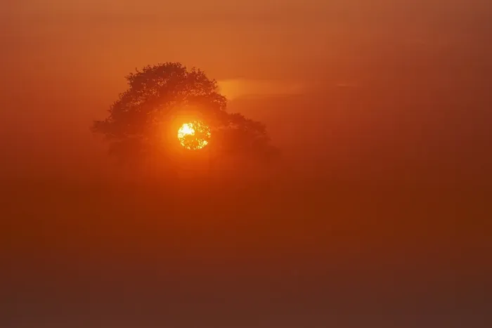Framed Print : Trees at sunset