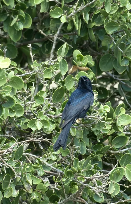 Framed Print : Treurdrongo, Fork-tailed Drongo, Dicrurus adsimilis