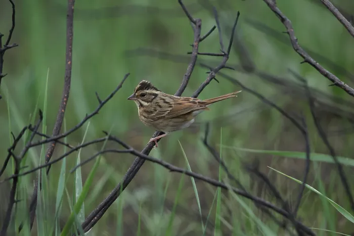Framed Print : Tristram's Bunting; Emberiza tristrami Framed Print : Tristram's Bunting; Emberiza tristrami