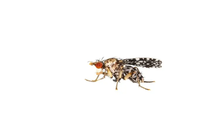 Framed Print : Trypetoptera punctulata