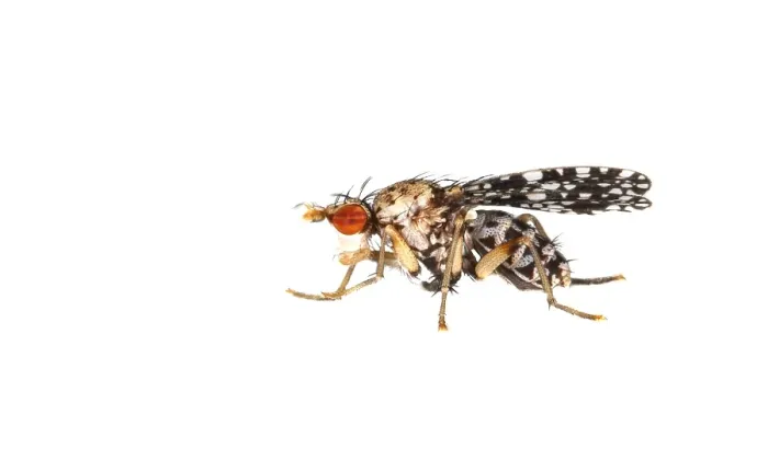 Framed Print : Trypetoptera punctulata