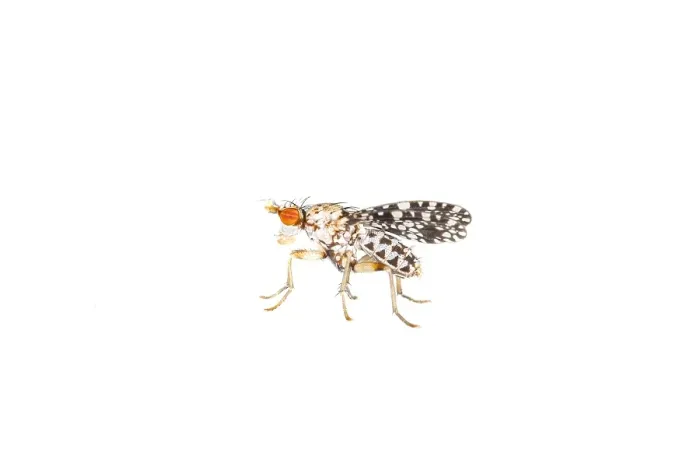 Framed Print : Trypetoptera punctulata