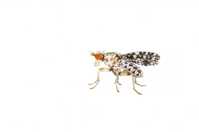 Framed Print : Trypetoptera punctulata