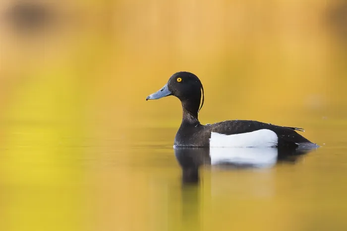 Framed Print : Tufted Duck