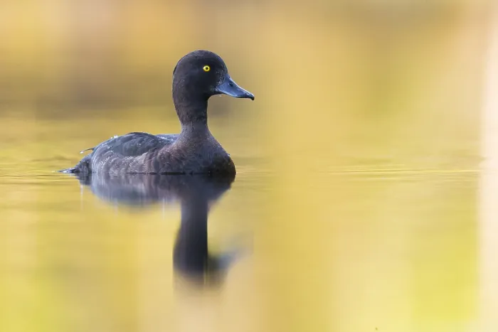 Framed Print : Tufted Duck