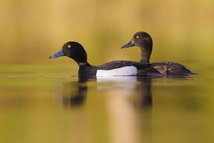 Framed Print : Tufted Duck