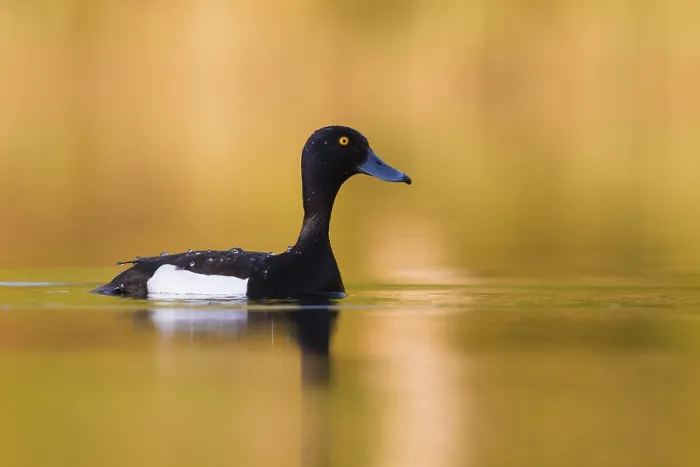 Framed Print : Tufted Duck