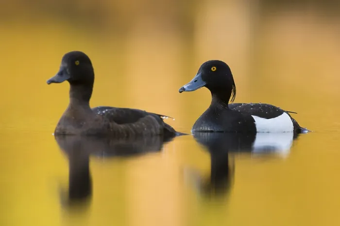 Framed Print : Tufted Duck Framed Print : Tufted Duck