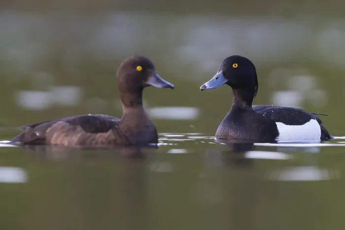 Framed Print : Tufted Duck