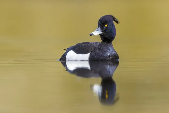 Framed Print : Tufted Duck, Aythya fuligula