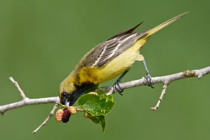 Framed Print : Tuintroepiaal, Orchard Oriole, Icterus spurius