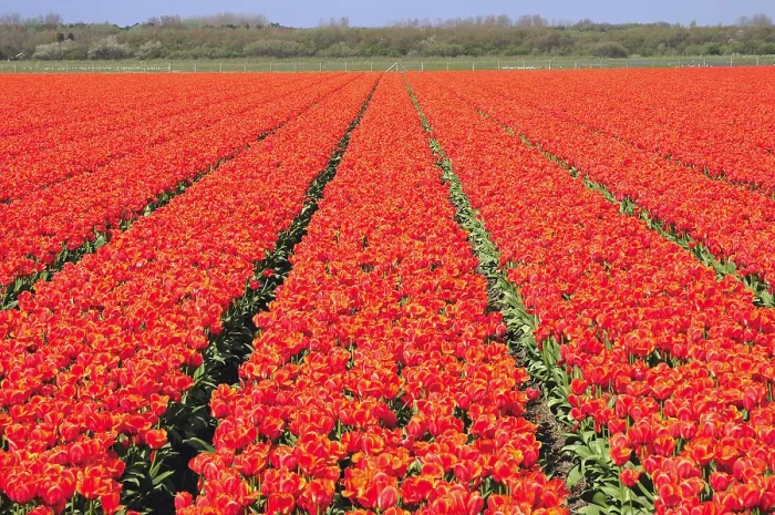 Framed Print : tulips field Framed Print : tulips field